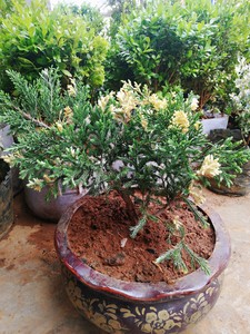 斑叶真柏盆景庭院阳台绿植盆栽珍稀品种造型树进口植物柏树新品