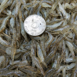 新鮮淡水野生小青蝦喂龜喂金龍魚飼料新鮮冰凍土蝦小河蝦寶寶可食