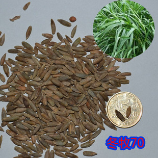【冬牧70黑麦草种子】2斤起全国包邮 最耐寒品种 产量高 适应强