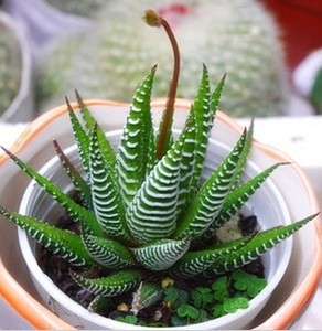 防辐射植物 迷你 条纹芦荟 斑马十二卷 芦荟 创意趣味 盆栽包邮