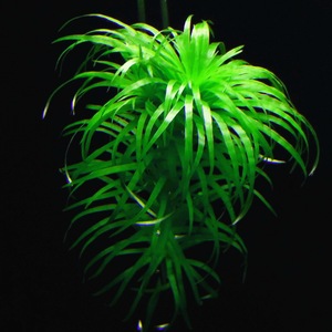 [千草堂水族-水草] span class=h>绿太阳 /span>/普太/太阳草/普通谷