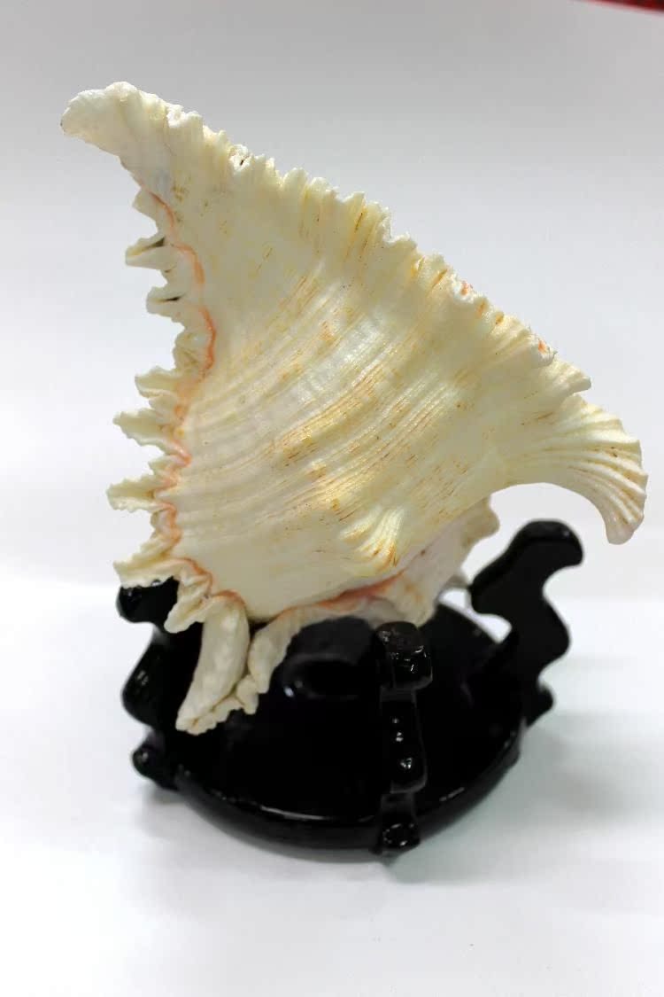 天然超大海螺贝壳珊瑚摆件超大千手螺麒麟螺摆件20cm家居装饰品