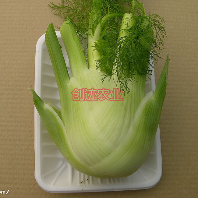 【卡特球茎茴香种子】意大利进口茴香种 球形茴香 富营养 易种植