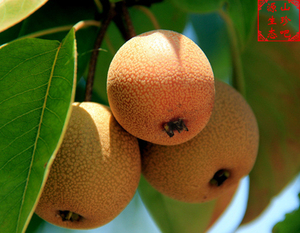 沙梨 原生态 野生 金珠果梨 麻 span class=h>安梨 /span> 小黄梨 500