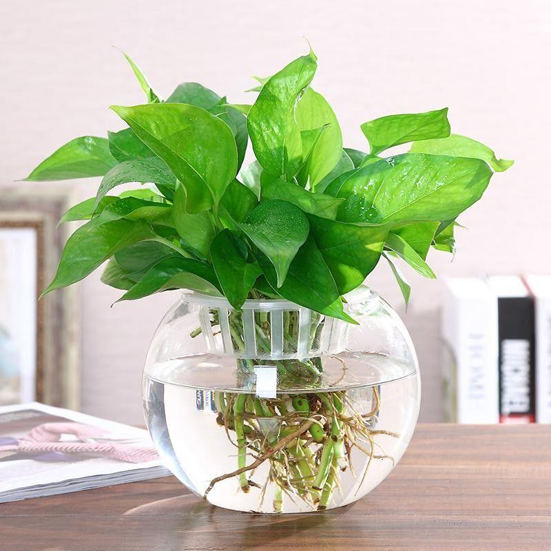 2个送彩石透明玻璃 span class=h>花瓶 /span>水培绿萝花盆客厅室内