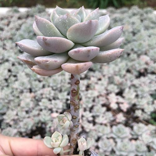  span class=h>白牡丹 /span> span class=h>老桩 /span> 多肉 多肉