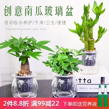 发财树tp萝办公室内ld面(小)盆栽栀子花九里香好养水培植物花卉
