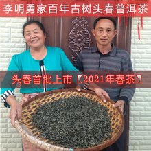 李明勇tt云南乔木头qf普洱茶生茶散装农家茶叶250克纯料春茶
