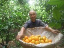 湖北秭up夏橙带箱5ck新鲜现摘水果橙子孕妇橙非赣南