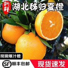助力湖wm秭归夏橙酸ra现摘橙子应季榨汁水果整箱10斤包邮