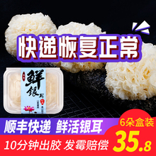 古松 wo田新鲜活鲜ng干货白木耳糯莲子羹材料6朵盒装500g