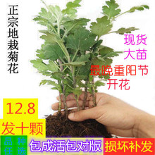 菊花苗wp季开花玛格et花花盆栽室内观花植物美的菊(小)苗