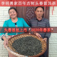 李明勇ww云南乔木头qt普洱茶生茶散装农家茶叶250克纯料春茶