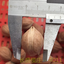 橄榄核xh料手串素核mb核特大超短近正圆红油核原籽十八罗汉