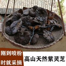 整枝灵xu草半野生紫ai野生紫芝 整朵林芝 深山林下赤