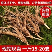 长白山ya鲜的参50o8北带土鲜的参15-20支一斤林下参包邮