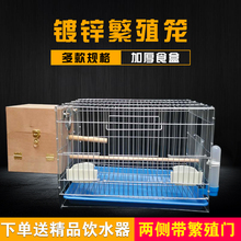 鹦鹉中yn型电镀八哥wl凤牡丹加粗养殖繁殖大号子包邮