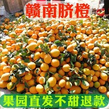 橙子赣yo脐橙装当季ji果包邮正宗江西赣州手剥寻乌脐橙。