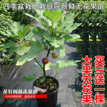 无花果yo果苗特大带an四季盆栽地栽庭院新鲜当年结果
