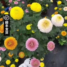乒乓菊yv栽带花鲜花lz彩缤纷千头菊荷兰菊翠菊球菊真花