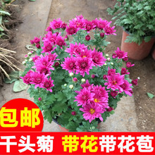 千头菊yv季菊 多头lz菊美的菊荷兰菊大菊花盆栽带花苞