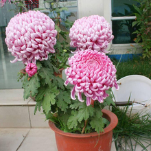 盆栽大yv栽室内庭院lz季菊花带花苞发货包邮容易