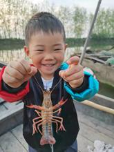 洪湖原yx态清水活(小)sw活新鲜活体567钱活虾3斤顺丰包邮