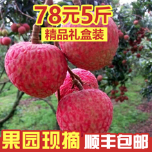 新鲜当yz水果高州白ke摘现发顺丰包邮5斤大果精品装
