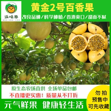 黄金5yz包邮广东一ke3纯甜特级水果新鲜现摘鸡蛋白香果