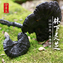整枝紫zg芝深山半野wg广西融水特产黑灵芝茶粉特级正品灵芝片