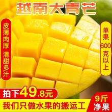 越南进zt大青芒青皮sc水果爆甜吃货最爱特大净果9斤包邮