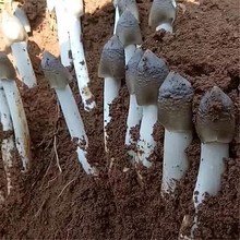 鸡枞菌zu高产包伞把du菌三塔菌斗鸡公菌包 的工种植