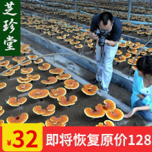 芝珍堂zy北长白山 km 半野生林芝整包邮可打粉切