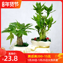 发财树zz栽大植物室ww室桌面客厅(小)盆景招财树苗绿植花卉盆栽